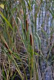 Typha angustifolia. Верхушки побегов с соплодиями. Тульская обл., Узловский р-н, Романцевские горы, берег карьера, у воды. 03.10.2020.