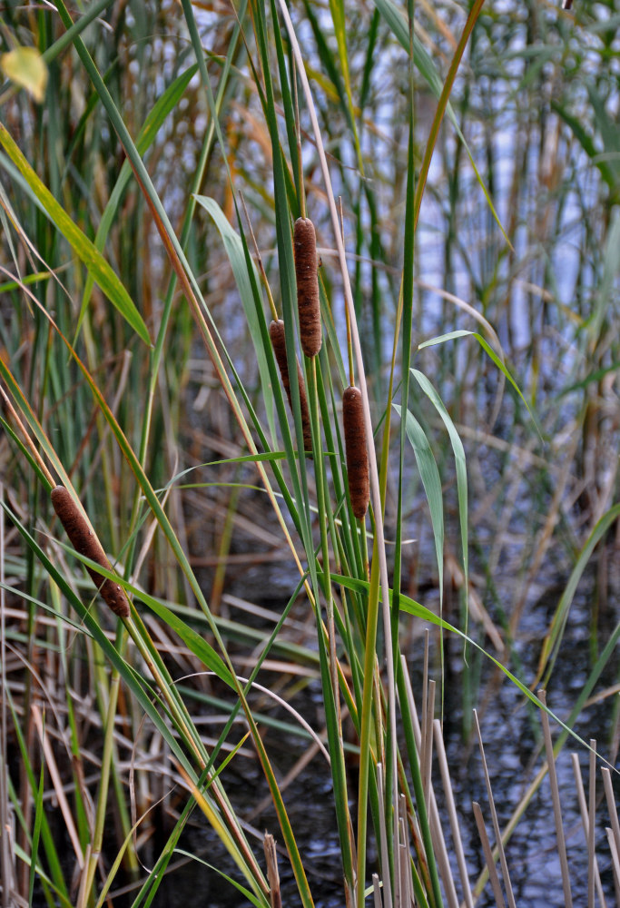 Image of Typha angustifolia specimen.