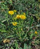 Inula britannica