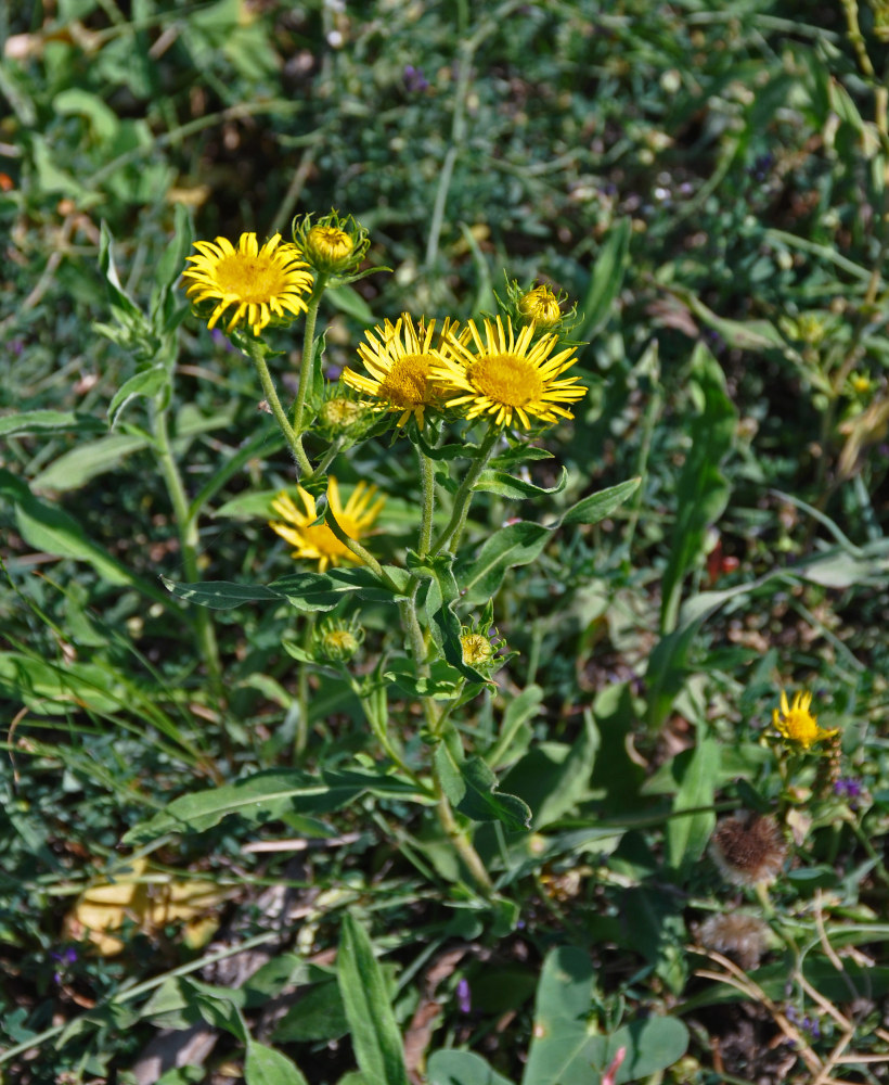 Изображение особи Inula britannica.