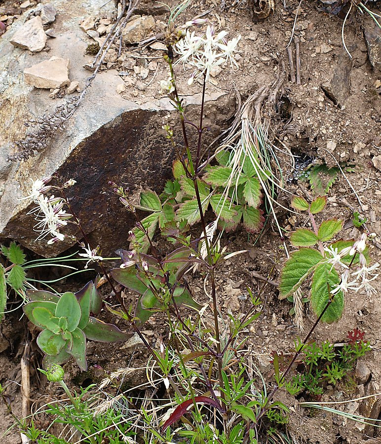 Изображение особи Silene foliosa.