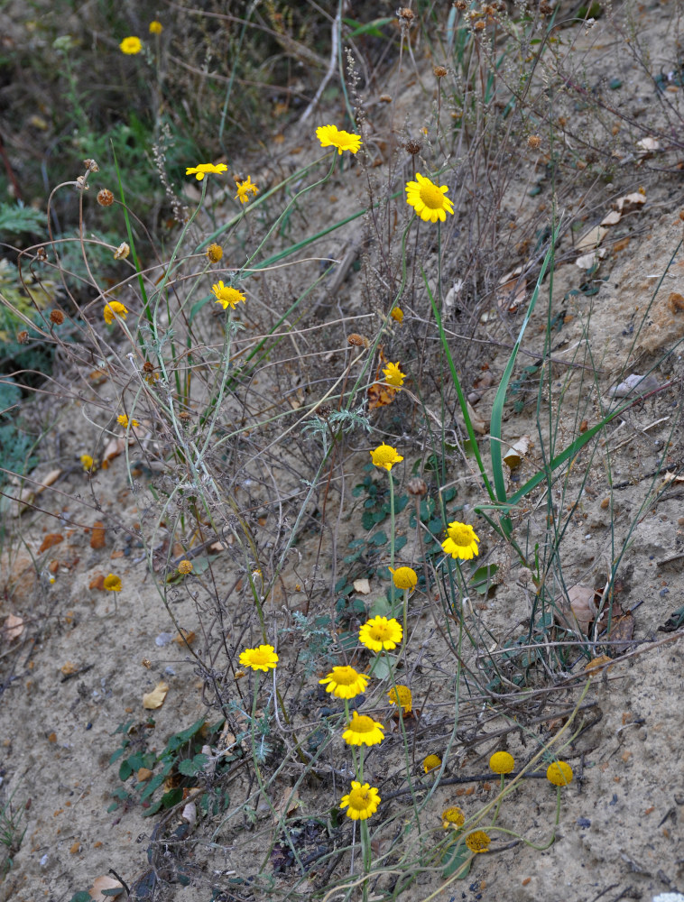 Image of Anthemis tinctoria specimen.