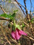 Rubus spectabilis