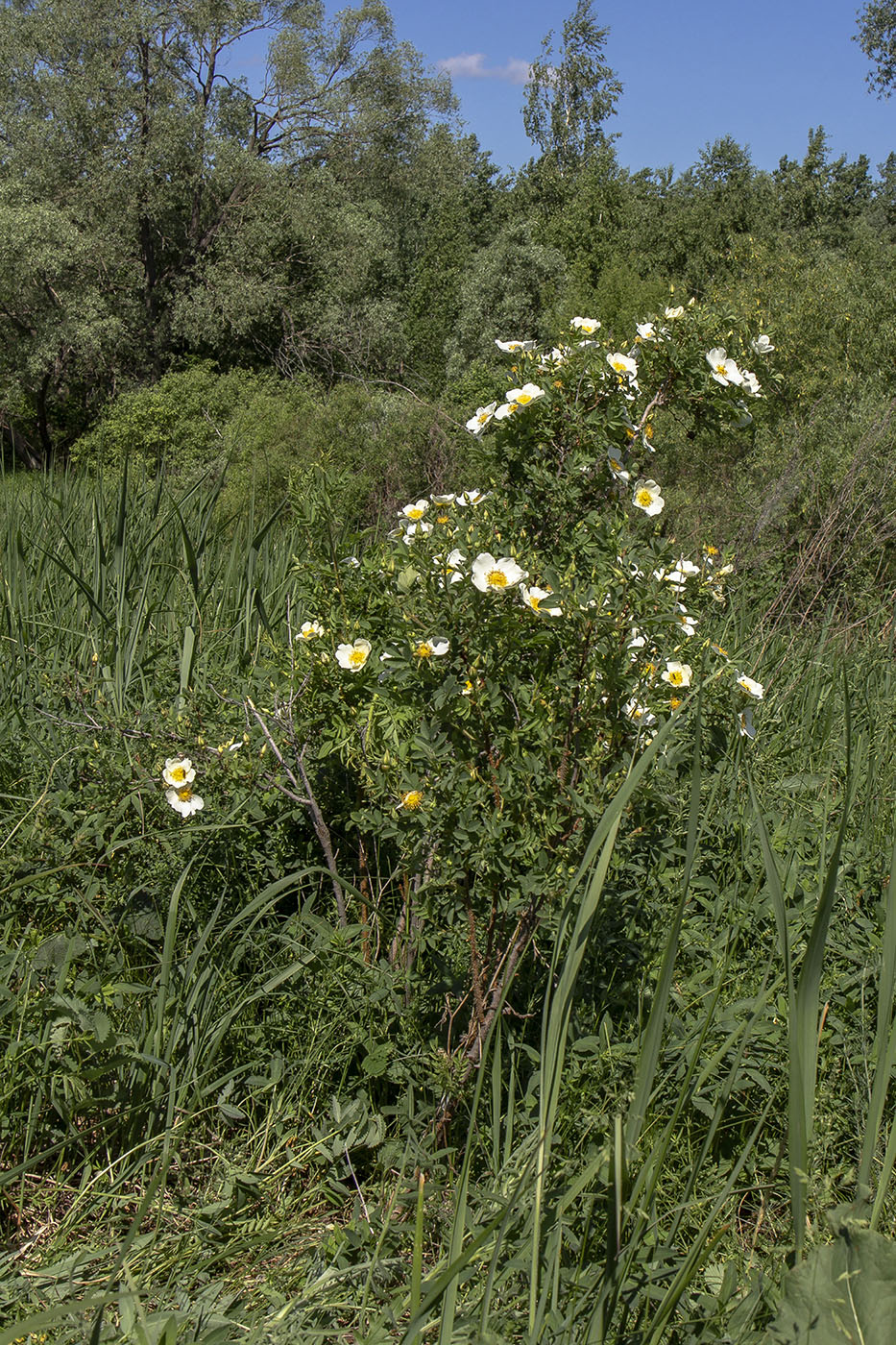 Image of Rosa spinosissima specimen.