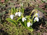 Galanthus woronowii. Цветущие растения. Краснодарский край, г. Усть-Лабинск, в культуре на приусадебном участке. 14.03.2021.