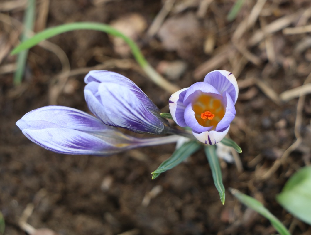 Изображение особи Crocus adamii.