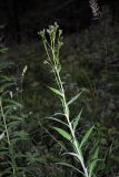 Saussurea parviflora. Верхушка зацветающего растения. Республика Алтай, Шебалинский р-н, северный макросклон г. Соловковая, около 550 м н.у.м., смешанный лес. 28.07.2010.