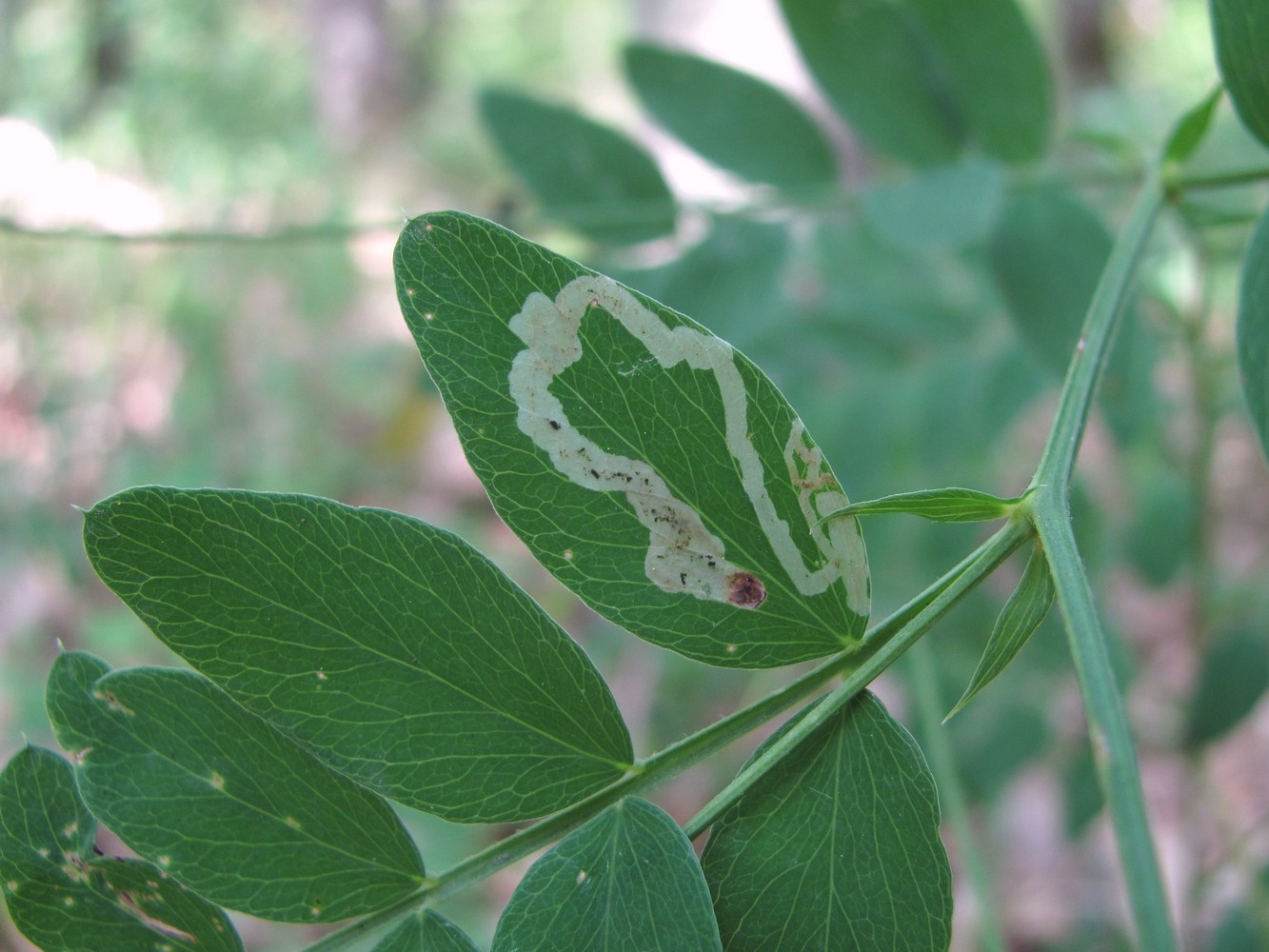 Изображение особи Lathyrus niger.