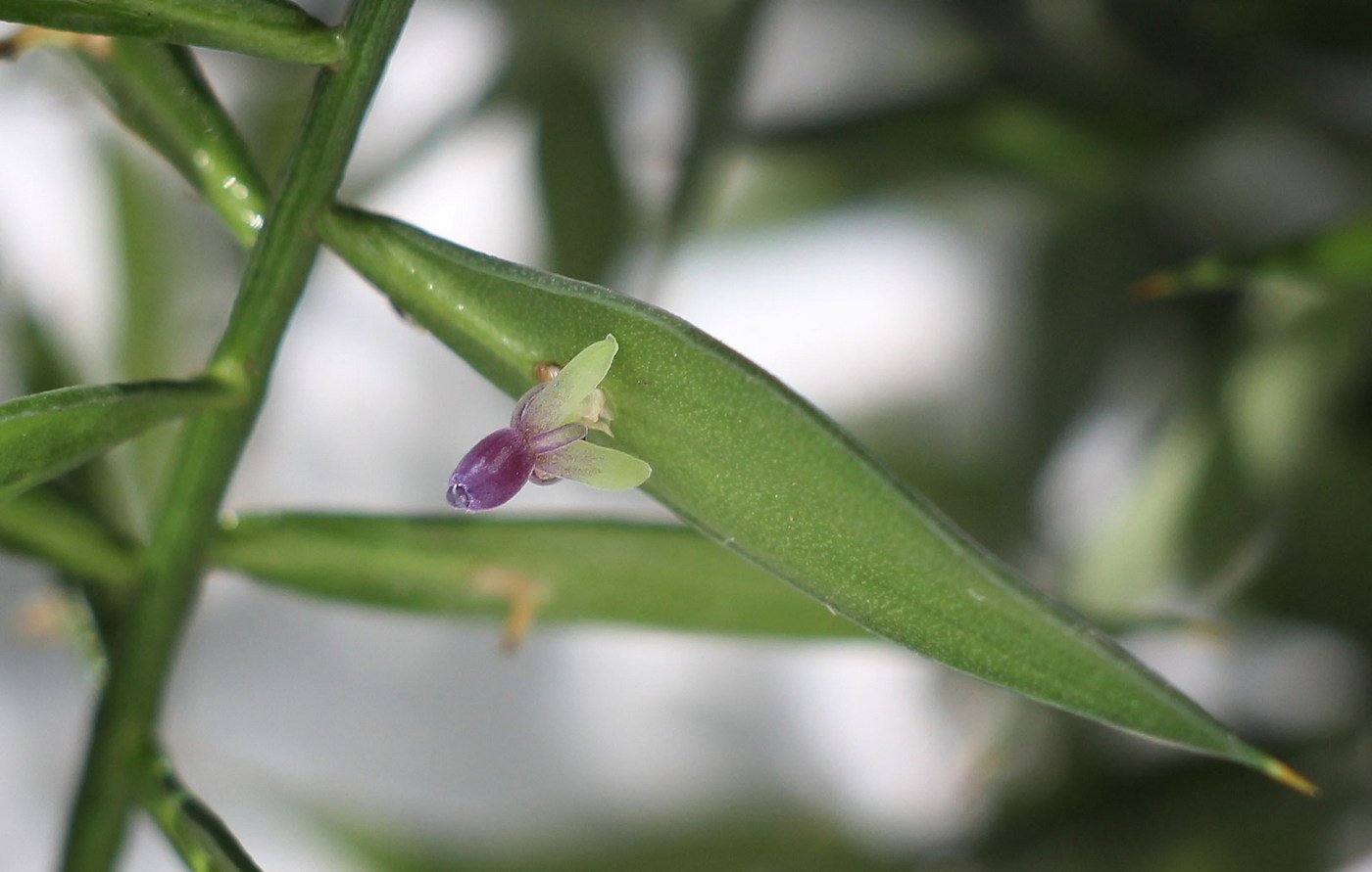 Изображение особи Ruscus aculeatus.