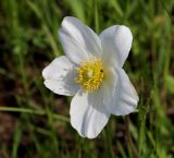 Anemone sylvestris