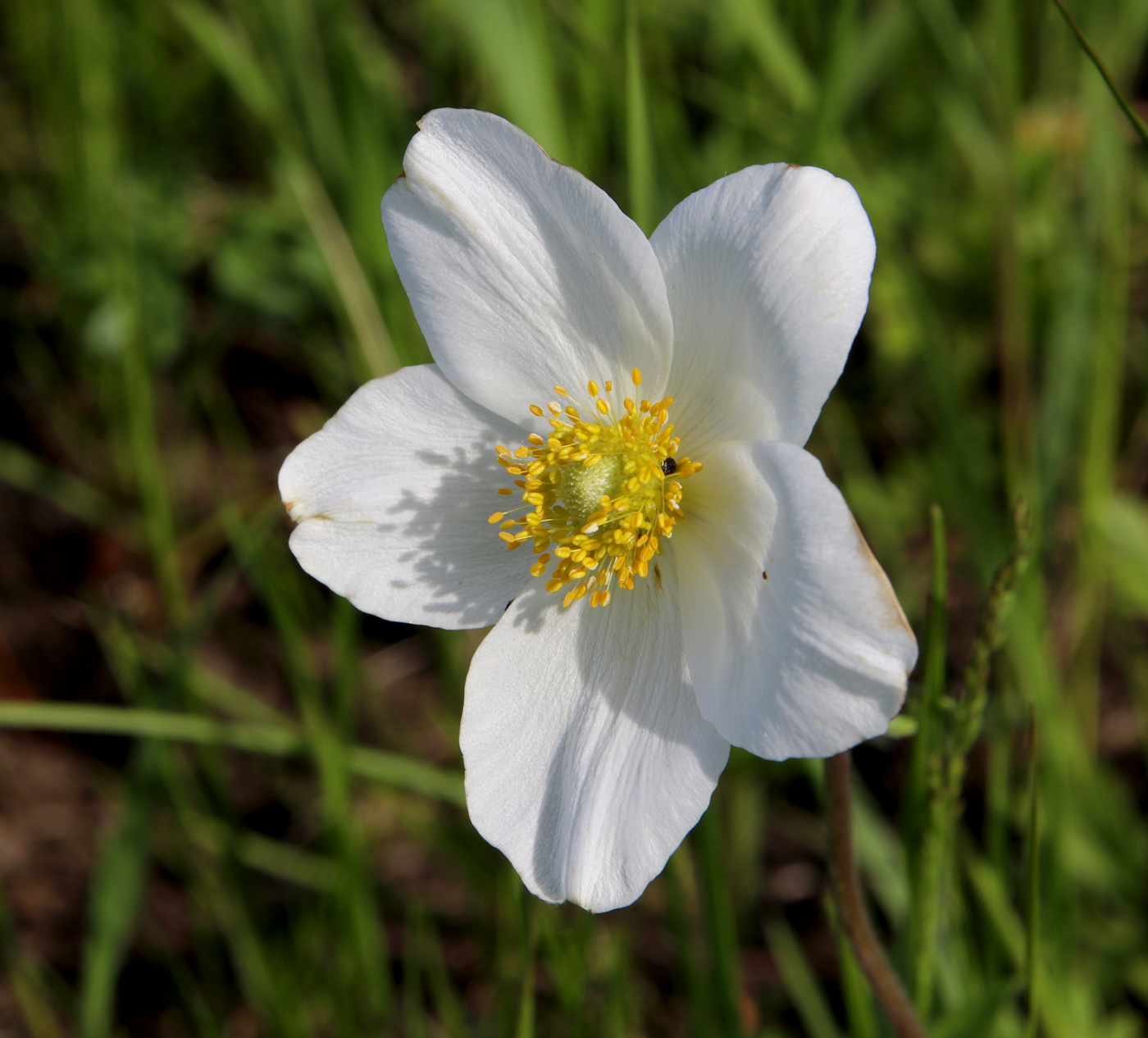 Изображение особи Anemone sylvestris.