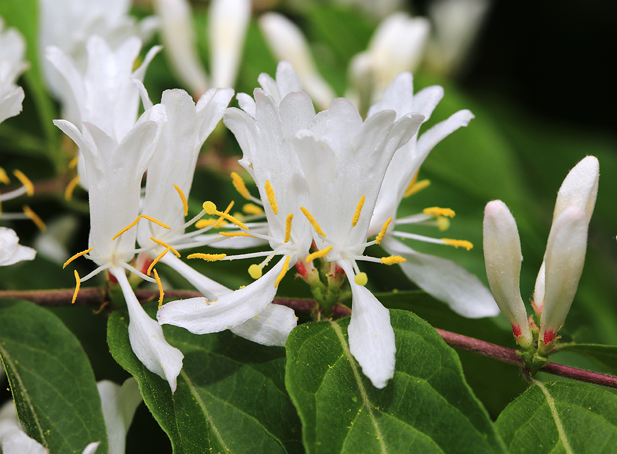 Изображение особи Lonicera maackii.