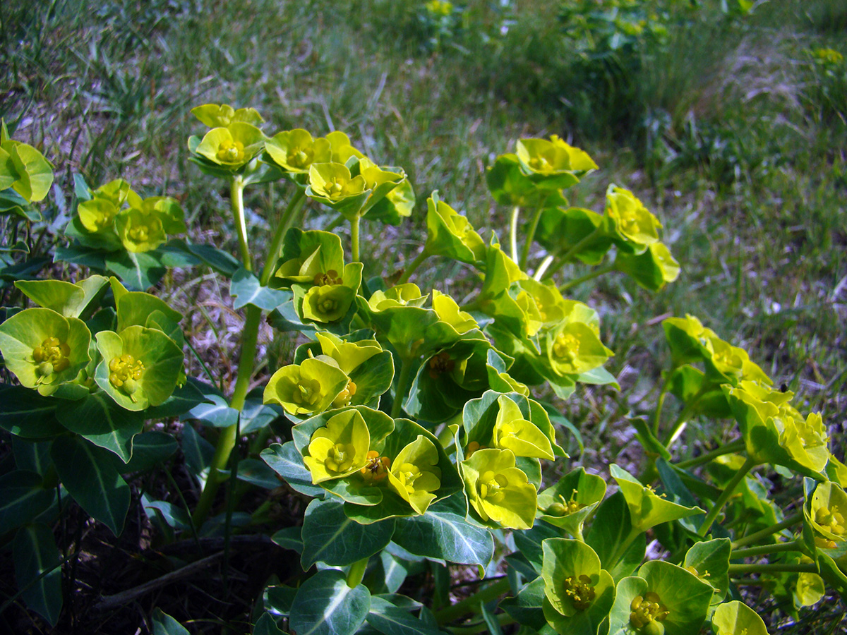 Image of Euphorbia tianschanica specimen.