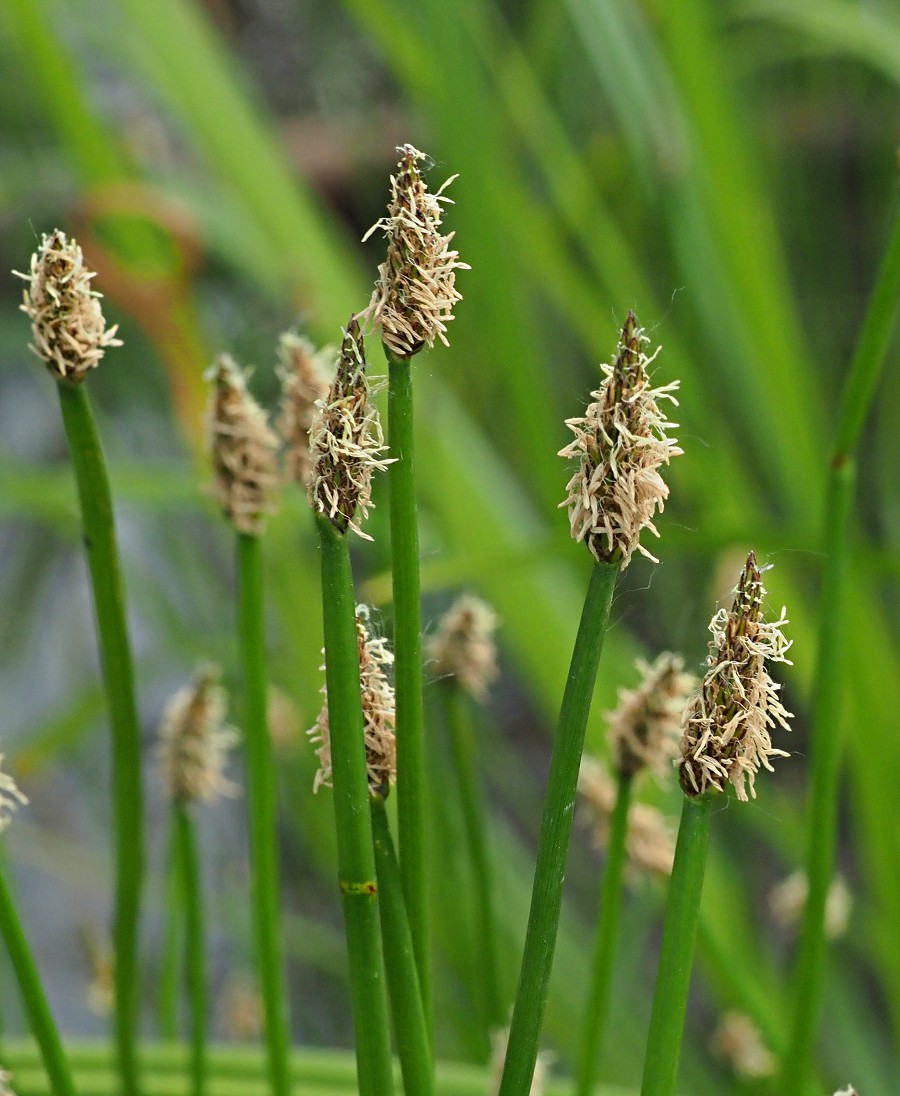 Изображение особи Eleocharis palustris.