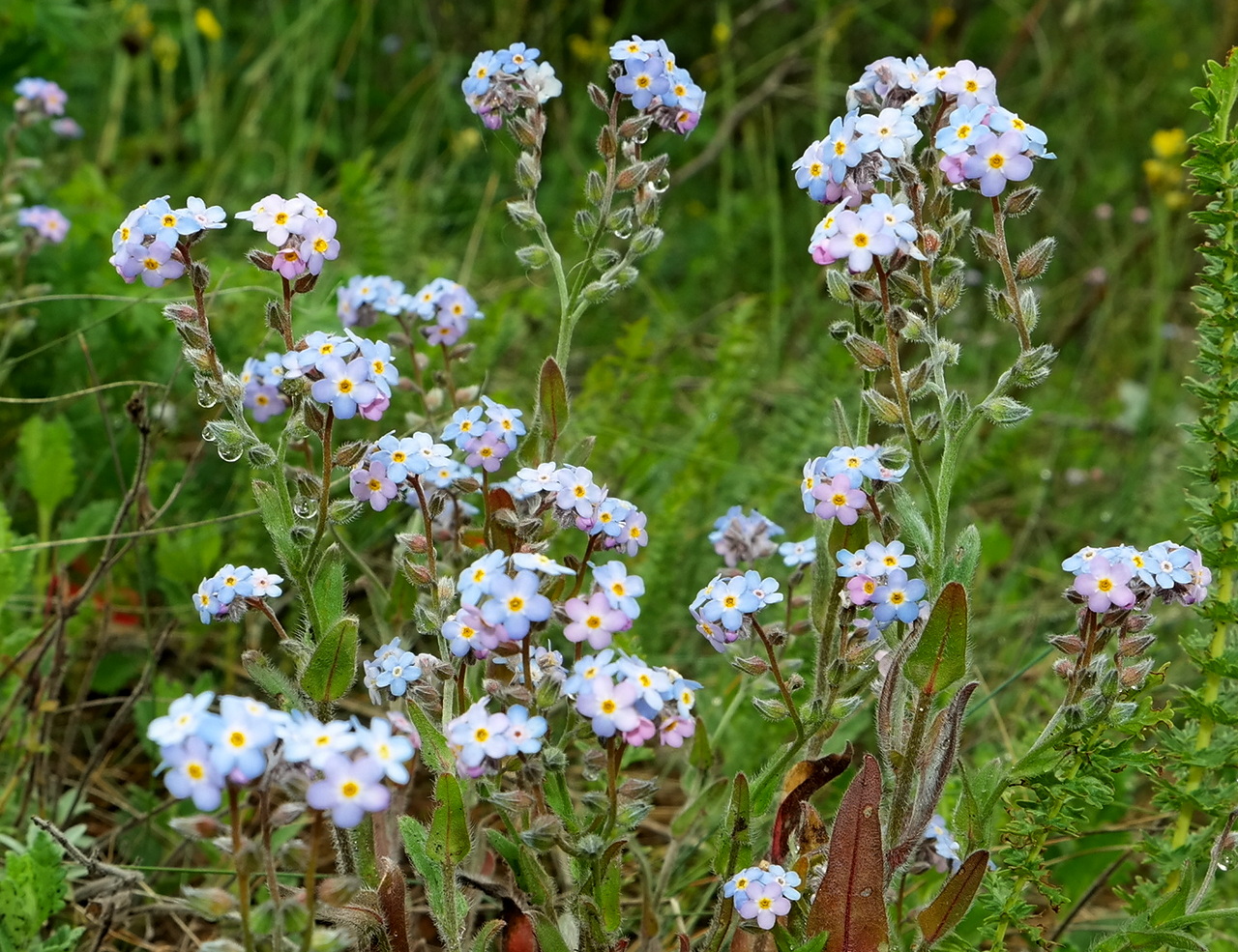 Изображение особи Myosotis lithospermifolia.