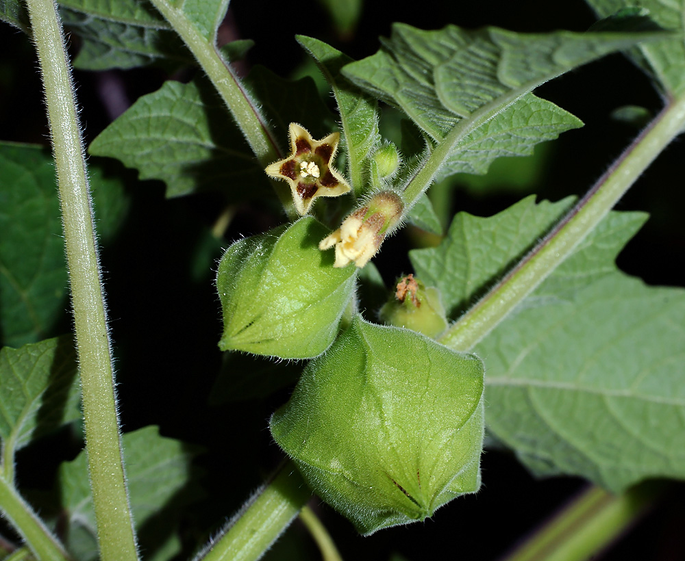 Image of Physalis pubescens specimen.