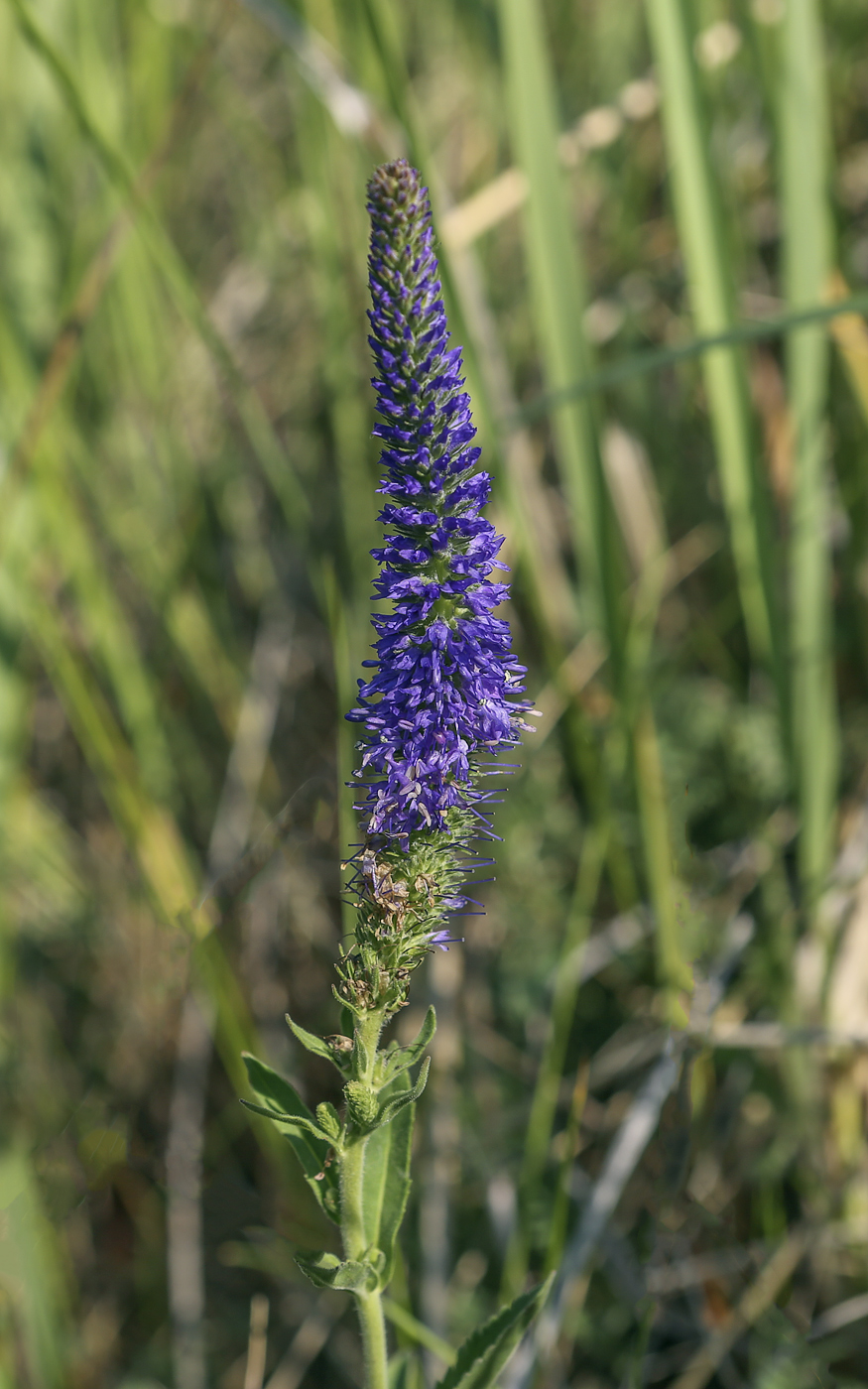 Image of Veronica spicata ssp. bashkiriensis specimen.