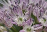 род Allium
