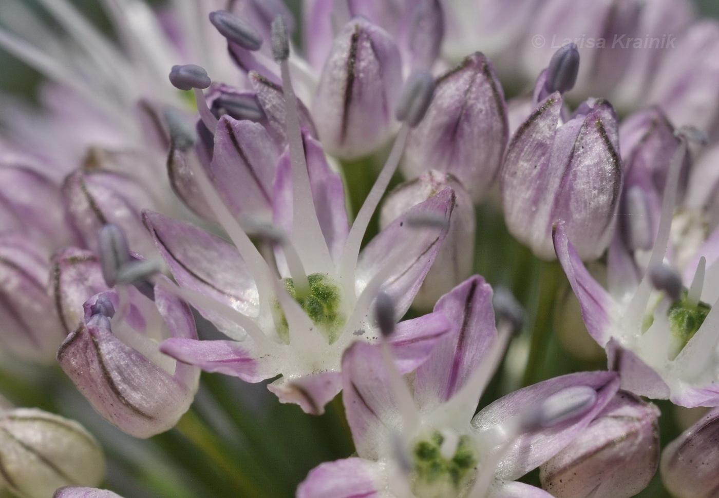Изображение особи род Allium.