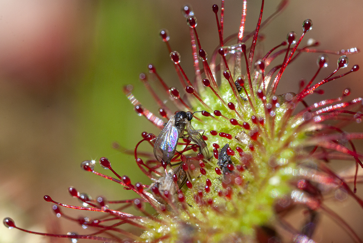 Image of Drosera rotundifolia specimen.