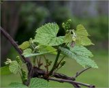 Vitis amurensis