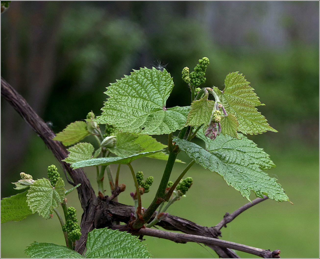 Изображение особи Vitis amurensis.