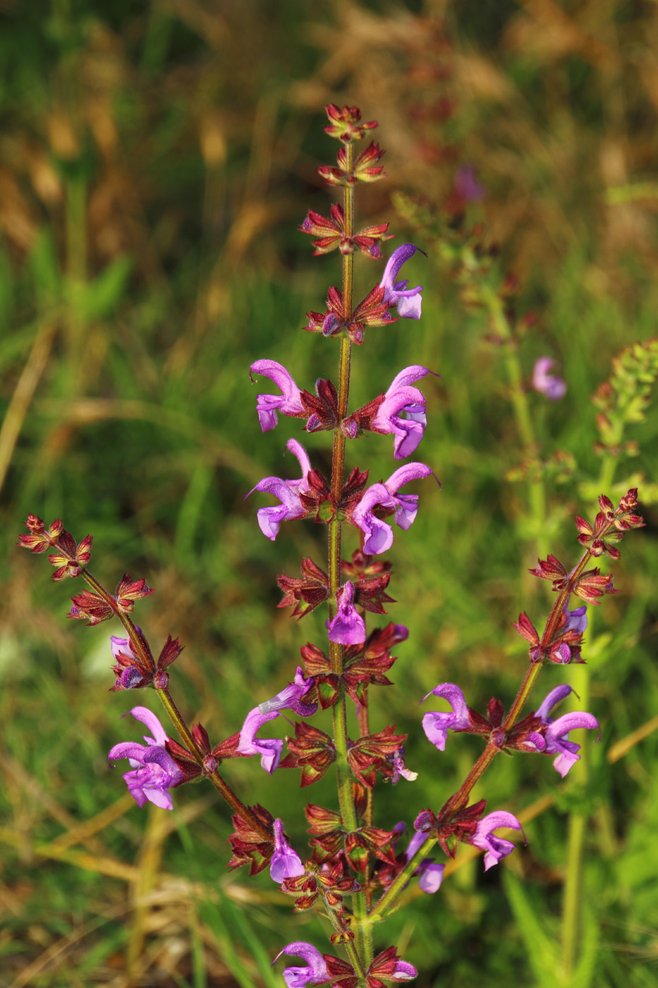 Image of Salvia virgata specimen.