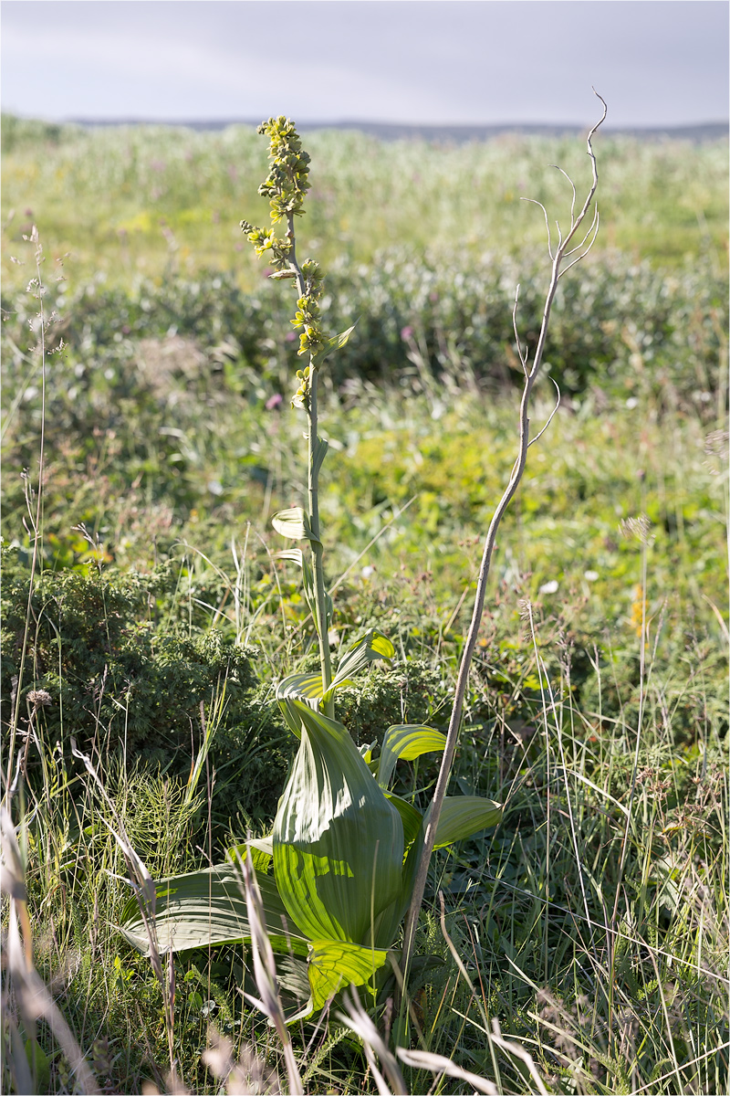 Image of Veratrum lobelianum specimen.