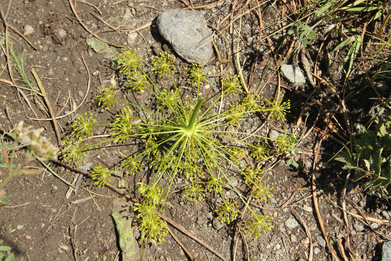 Изображение особи Peucedanum morisonii.