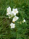 Polemonium chinense