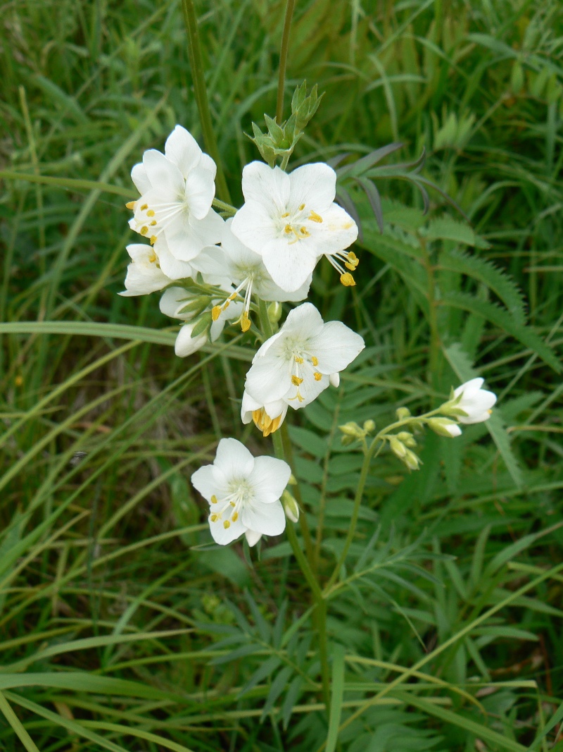 Image of Polemonium chinense specimen.