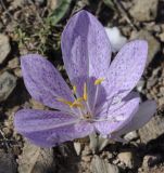 Image of taxon representative. Author is Роланд Цандекидис