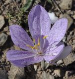 Colchicum bivonae