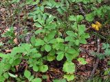Berberis amurensis. Молодое растение в подлеске широколиственного леса. Приморский край, Лазовский р-н, Лазовский заповедник, окр. кордона Америка. 17.08.2009.