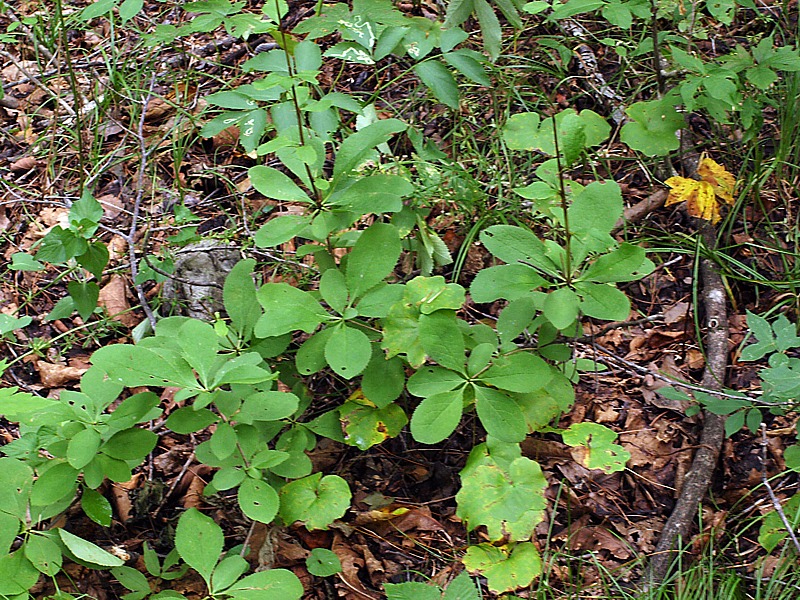 Image of Berberis amurensis specimen.