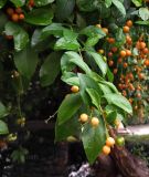 Duranta erecta