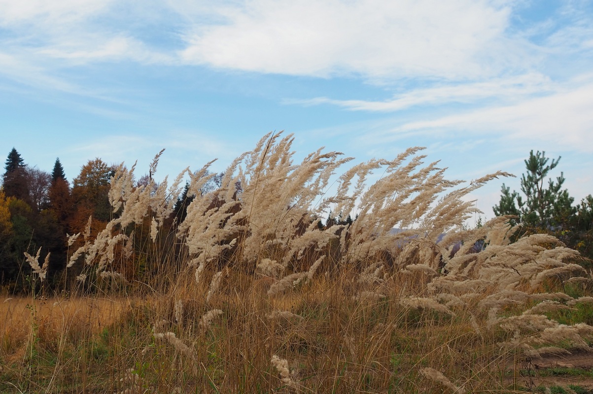 Изображение особи род Calamagrostis.