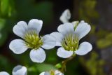 Saxifraga sibirica