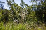 genus Stipa