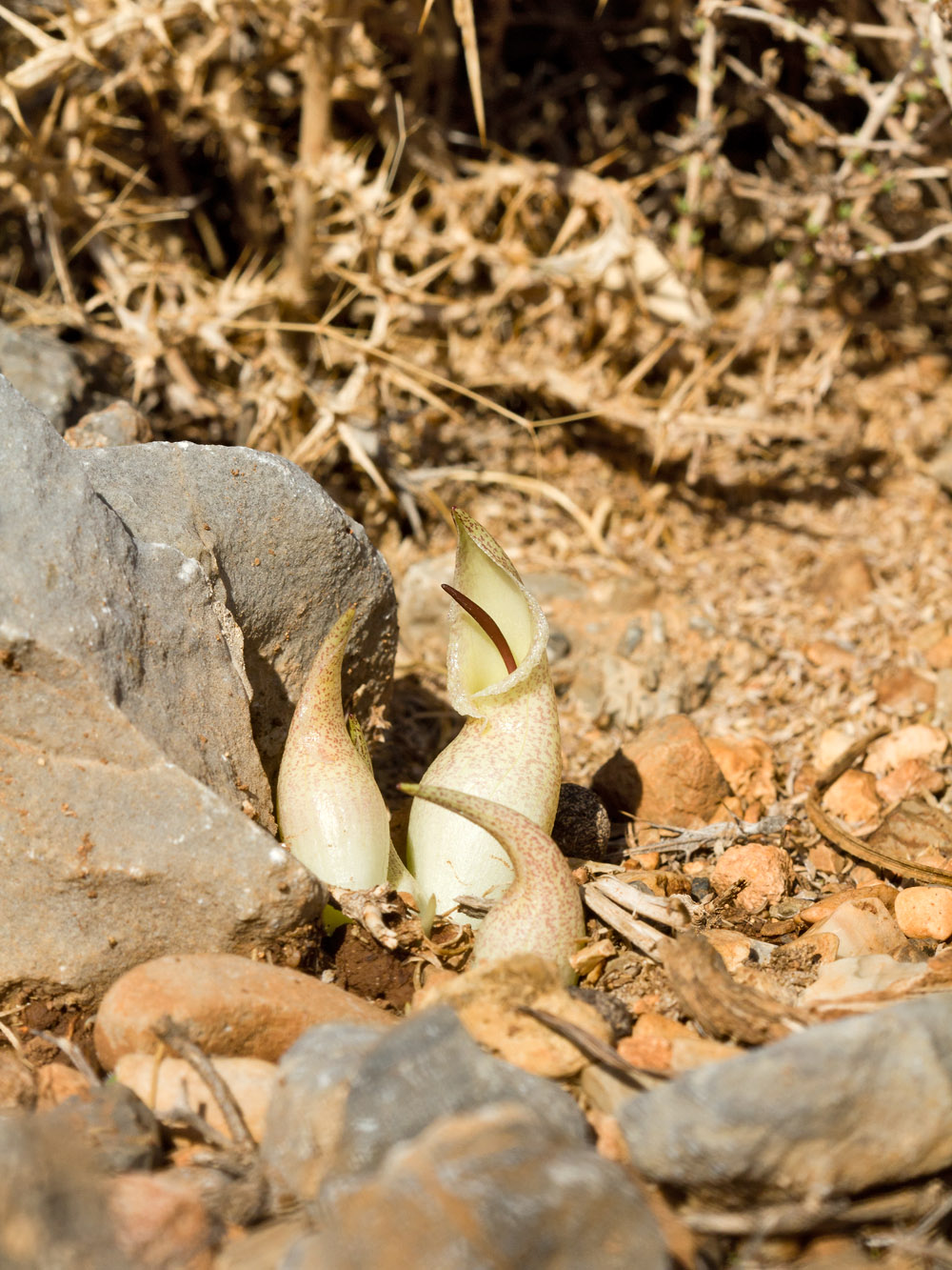 Image of Biarum davisii specimen.