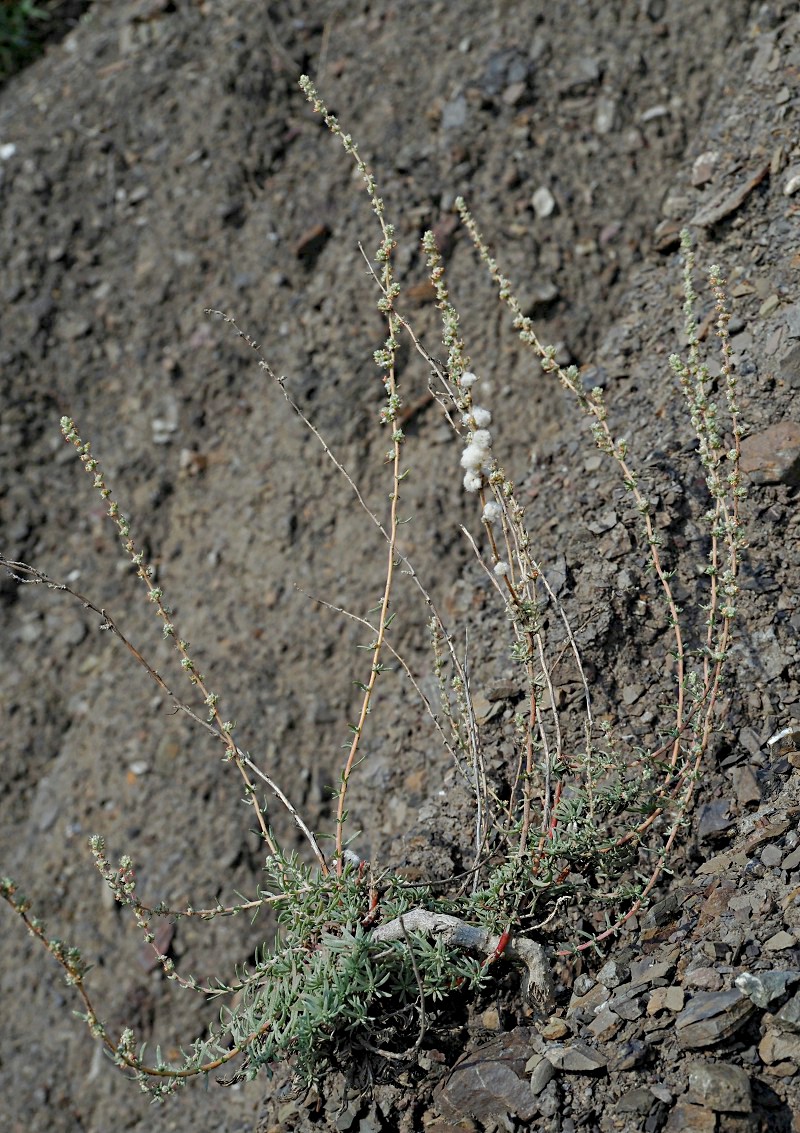 Image of Bassia prostrata specimen.