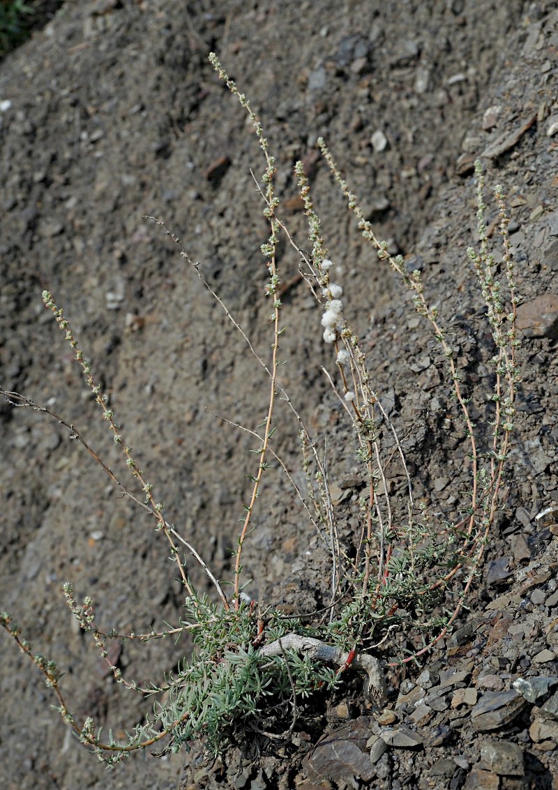 Image of Bassia prostrata specimen.