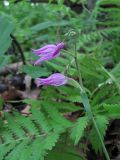 Cephalanthera rubra