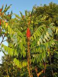 Rhus typhina