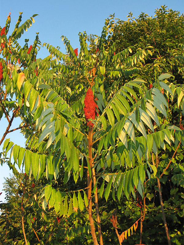 Изображение особи Rhus typhina.