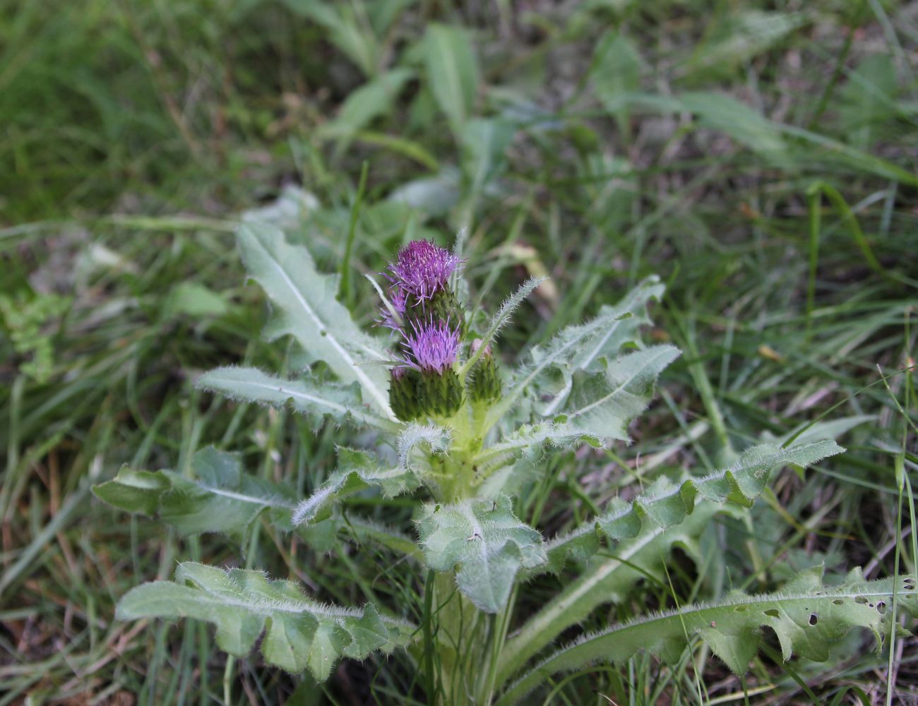 Изображение особи Cirsium esculentum.