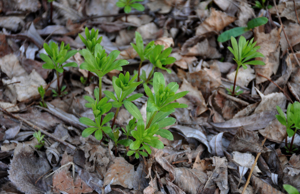 Image of Galium odoratum specimen.