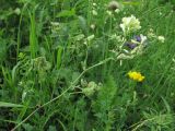 Medicago glutinosa