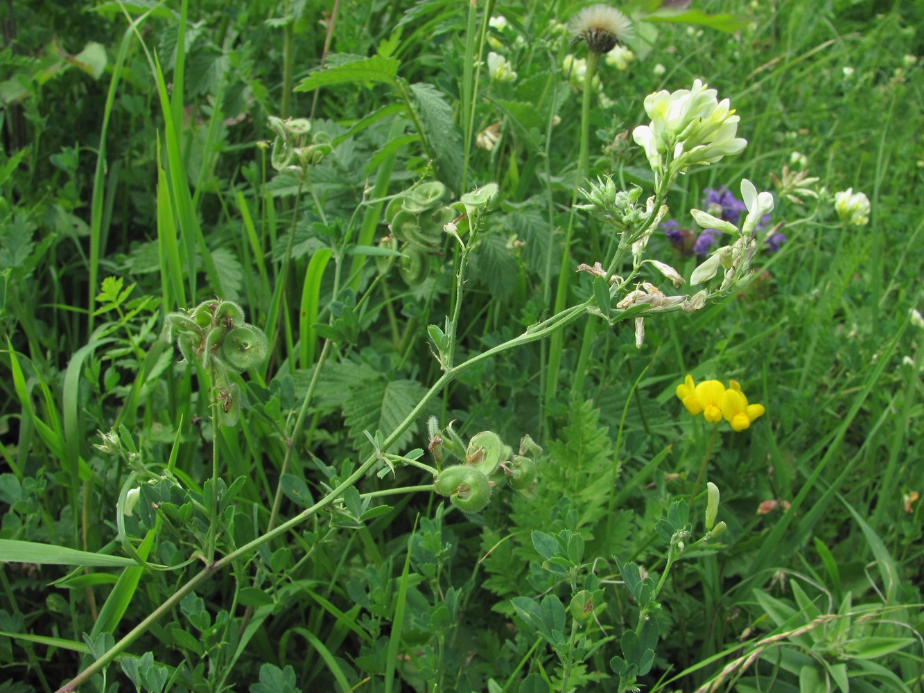 Image of Medicago glutinosa specimen.