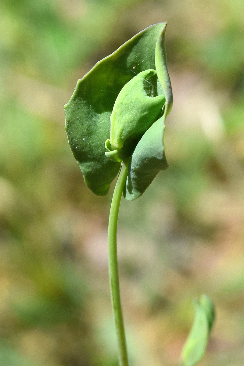 Image of Microthlaspi perfoliatum specimen.